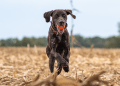 German Short-haired Pointer Dog Breed Information