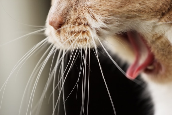 My Cat Coughing Sounds Like a Duck, What’s Wrong? Vet-Verified Facts
