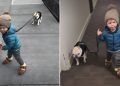 Video of a Dog Being Walked by a Kid Is Everything