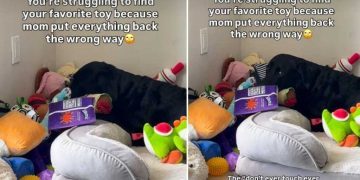 Video of Dog Searching For His Toy Ends Hilariously