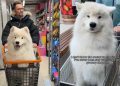Video of Samoyed on a Grocery Shopping Trip Will Brighten Your Feed