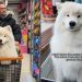 Video of Samoyed on a Grocery Shopping Trip Will Brighten Your Feed