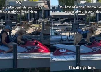 Golden Retriever ‘Obsessed’ With Jet Skis Demands Two Rides