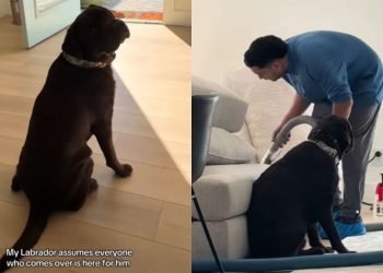 Video: Labrador Thinks the Cleaning Crew Is There for Him