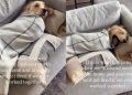 Video: Golden Retriever Lets Dad Wrap Him Into a Burrito Without Complaining