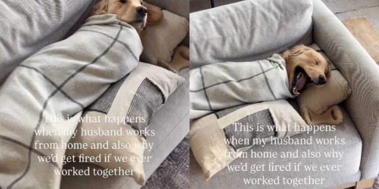 Video: Golden Retriever Lets Dad Wrap Him Into a Burrito Without Complaining