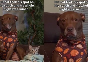 Video: Dog’s Night Is ‘Ruined’ After Cat Takes His Spot on Couch