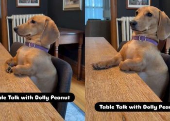 Dachshund’s ‘Table Talk’ With Mom Is Unlike Anything You’ve Seen