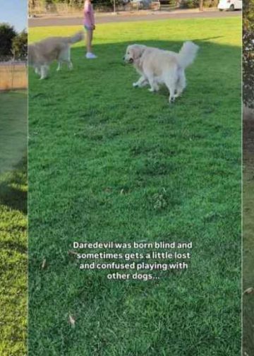 Video: Blind Dog Gets a Little Lost While Playing but Tail Wags Never Stop