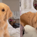 Video: Golden Retriever ‘Debriefs’ With Owner After Walk