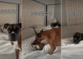 Dog Reacts to Finding Her Lookalike Toy in Her Spot on the Bed