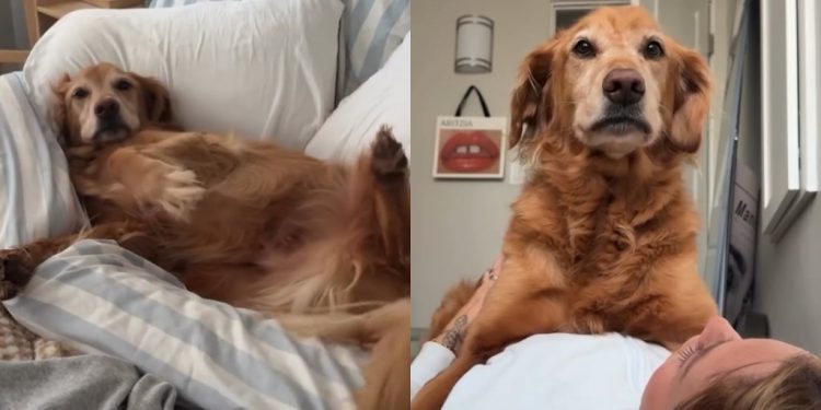 Golden Retriever Wakes up From Peaceful Nap To Greet Mom With Kisses