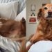 Golden Retriever Wakes up From Peaceful Nap To Greet Mom With Kisses