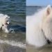 Video Proves If Samoyeds Have a Good Recall