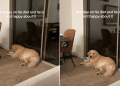 Video: Golden Retriever Is Unhappy After Only One Day of Dieting