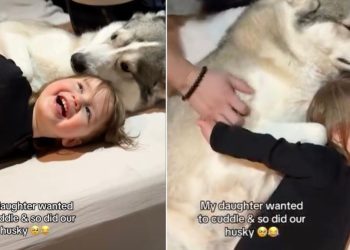 Video of Husky Cuddling With a Kid Will Make Your Day
