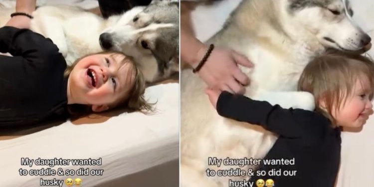 Video of Husky Cuddling With a Kid Will Make Your Day