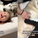Video of Husky Cuddling With a Kid Will Make Your Day