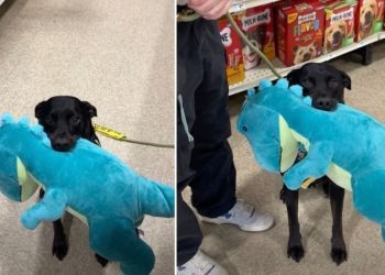 Video: Foster Dog Isn’t ‘Reactive’ if He Gets To Pick a Toy