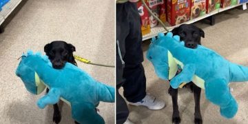 Video: Foster Dog Isn’t ‘Reactive’ if He Gets To Pick a Toy