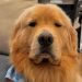 Golden Retriever Struggles To Stay Awake in the Cutest Video Ever