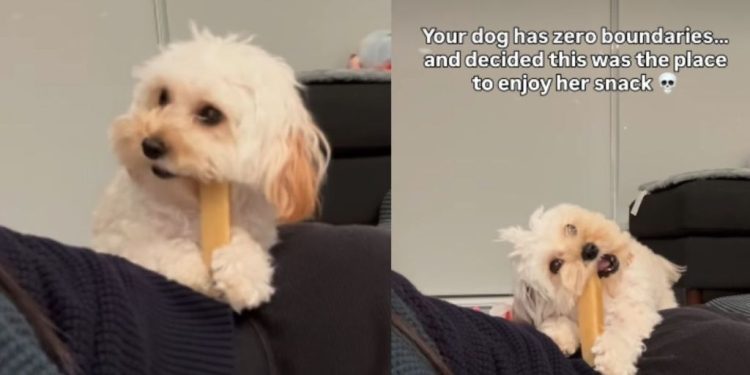 Video: Tiny Dog Uses Owner’s Back To Enjoy Her Snack