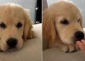 This Golden Retriever Puppy’s Hiccups Will Make Your Day