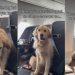 Golden Retriever Service Dog’s Reaction to Turbulence Is Heartwarming