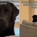 Labrador Begs for Food From a Distance in Hilarious Video