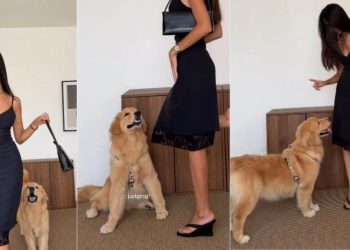 Video: Golden Retriever Hijacks Mom’s Fit Check & Demands Attention