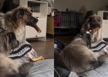 Video: Dog Surprises Sister After Pretending to be ‘Mean’