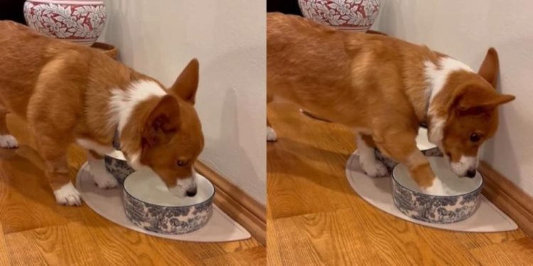 Dog Drinks From His Bowl, Then Does Something Unexpected