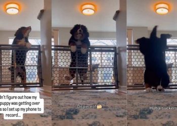 Video Shows How Puppy Plans & Executes Escape From Baby Gate