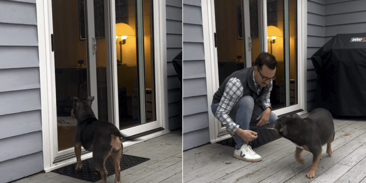 Video: This Dog’s ‘Welcome Home’ Tail Wiggles Are Probably the Best