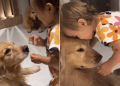 Golden Retrievers Are Very Patient With a Tiny Human Trying to Play With Them