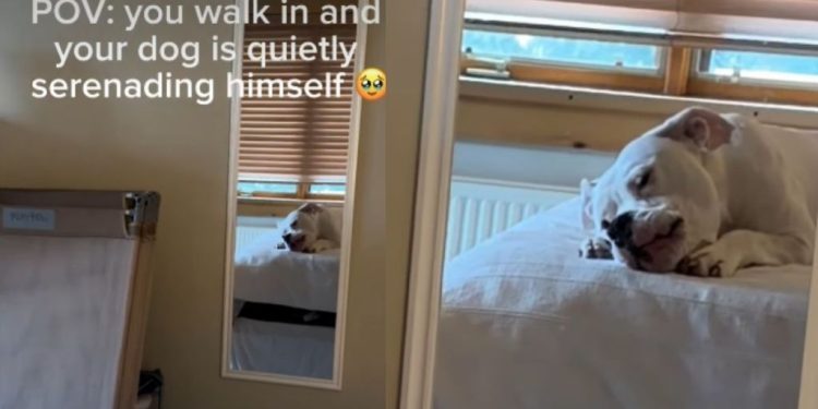 Dog Serenades Himself in Adorable Video