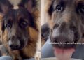 Dog Does This to Yogurt When Owner Looks Away for a Second