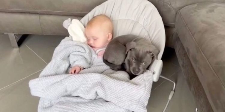 Video Captures Staffy Pup Wanting To Take a Nap With Baby