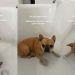This Dog’s Reaction to Bath Time Is Unlike Anything You’ve Ever Seen