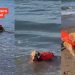 Video: Golden Retriever Is ‘Reckless’ With His Retrieving Skills