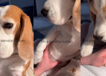 Dog Exposes Owner as Full-Time ‘Service Human’ in Hilarious Video