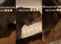 Video: Dog Too Sleepy to Make It to Bed Ends Up Sleeping Like This