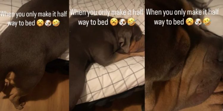 Video: Dog Too Sleepy to Make It to Bed Ends Up Sleeping Like This