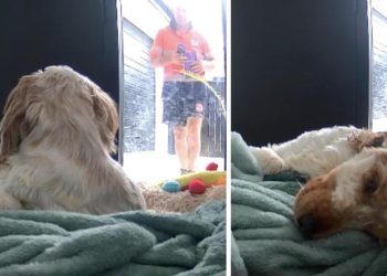 Video: Dog’s Reaction to a Stranger Knocking on the Door Is Unlike Anything You’ve Ever Seen