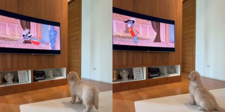 Video: Golden Retriever Puppy Sits to Watch Tom & Jerry