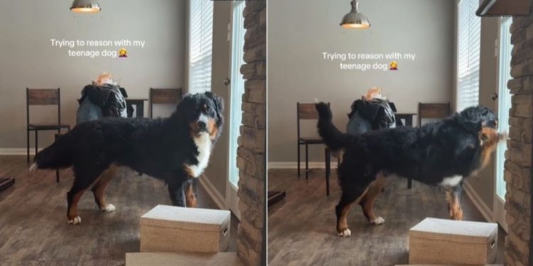 Teenage Dog Proves Mom’s Point Why Reasoning With Him Is off the Table