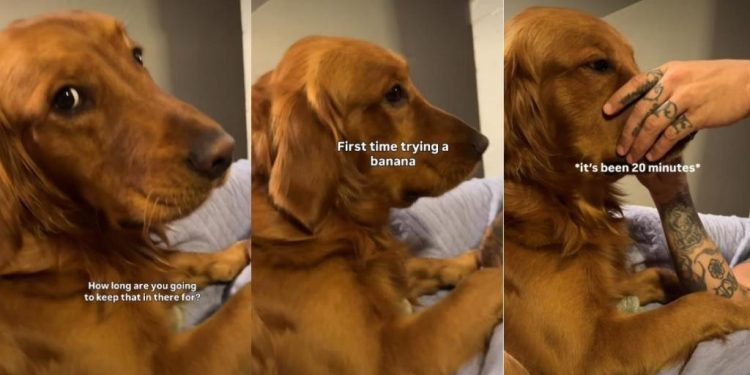 Golden Retriever Holds Banana in His Mouth for 20 Minutes After First Taste