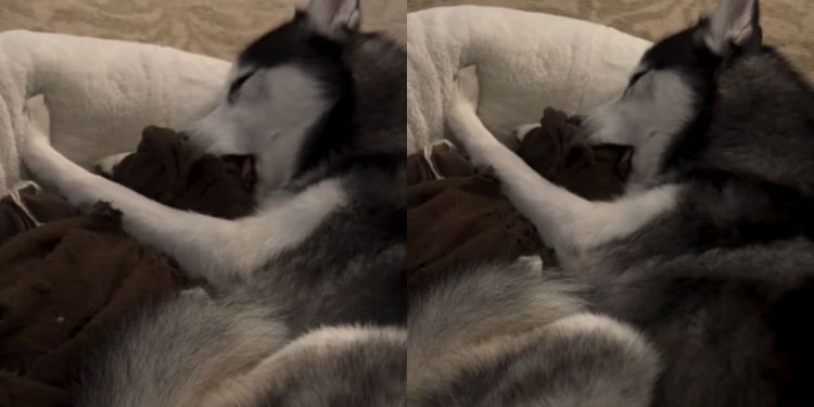 Big Dog Falls Asleep While Chewing on His Blanket