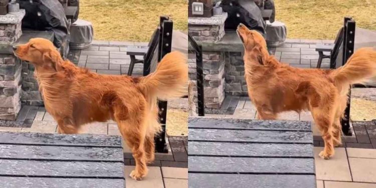 Golden Retriever Looks Majestic While Enjoying the Michigan Weather