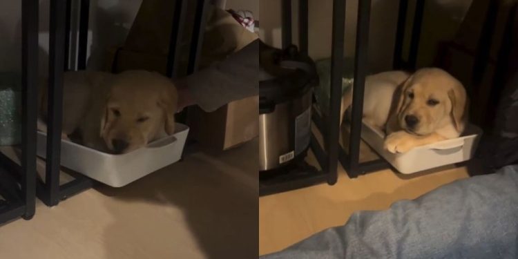 Video: Labrador Puppy Just Wanted to Nap in Owners’ Casserole Dish